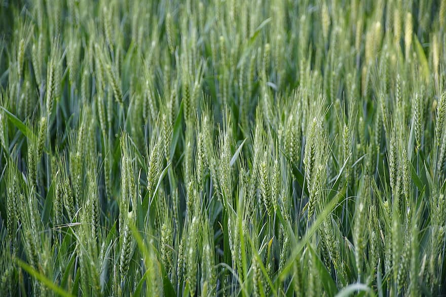 cánh đồng lúa mạch, nông nghiệp, màu xanh lá, cây, lúa mạch, cánh đồng, mùa hè, cỏ, màu xanh lục, đồng cỏ, sự phát triển