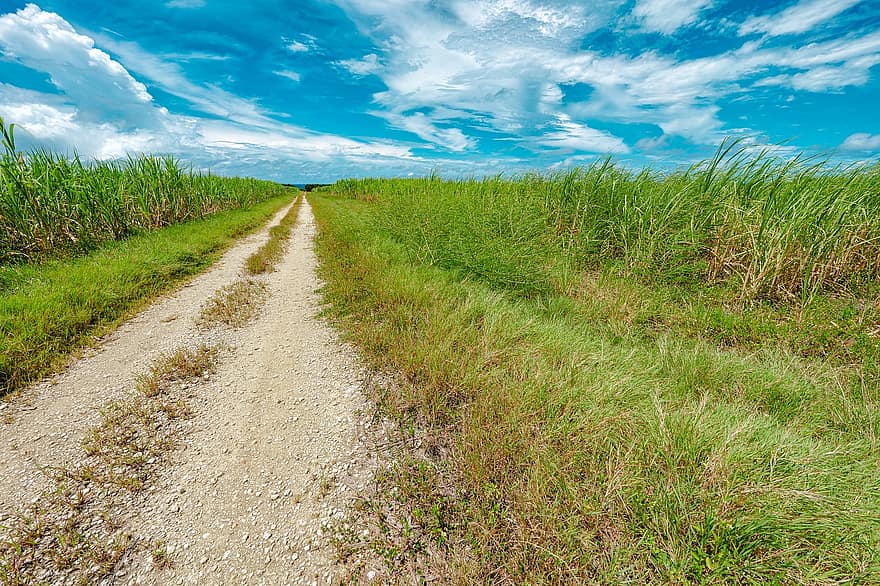 път с чакъл, поле на захарна тръстика, селско стопанство, субтропичен, Окинава, Япония