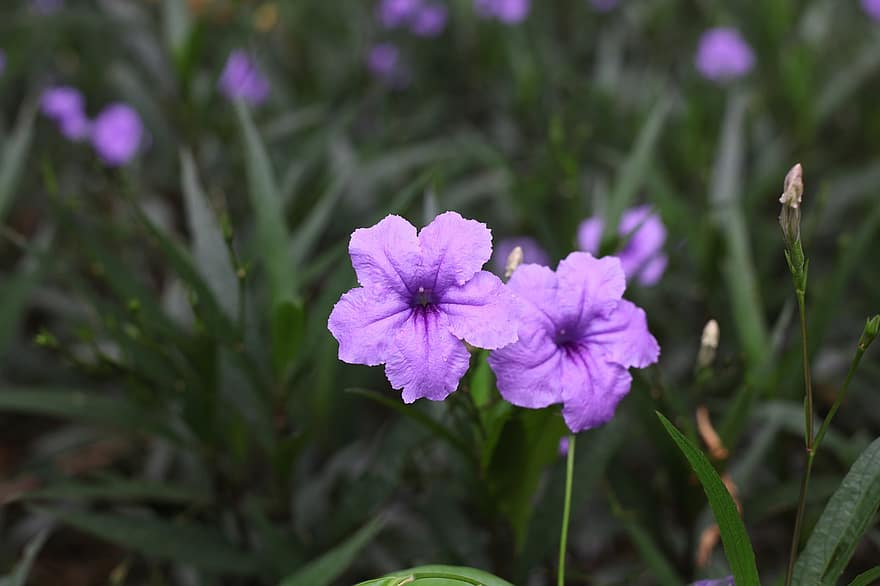 Purple Flowers, Mexican Petunias, Mexican Bluebells, Flowers, Ruellia Simplex, Britton's Wild Petunia, Garden, Bloom, Blossom, Flowering Plants, Ornamental Plants