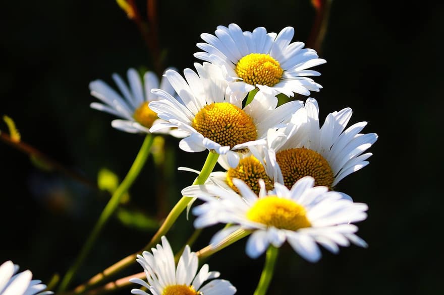 daisy, blommor, vita blommor, kronblad, vita kronblad, blomma, flora, växter, sommar, närbild, växt