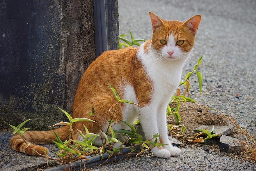 kot, koteczek, mora, pomarańczowy kot, pomarańczowy pręgowany, koci, krajowy, zwierzę domowe, na dworze, zwierzę, uroczy