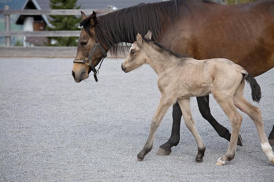 Foal, Horse, Animals, Equine, Mare, Female Horse, Young Horse, Young Animal, Mammal