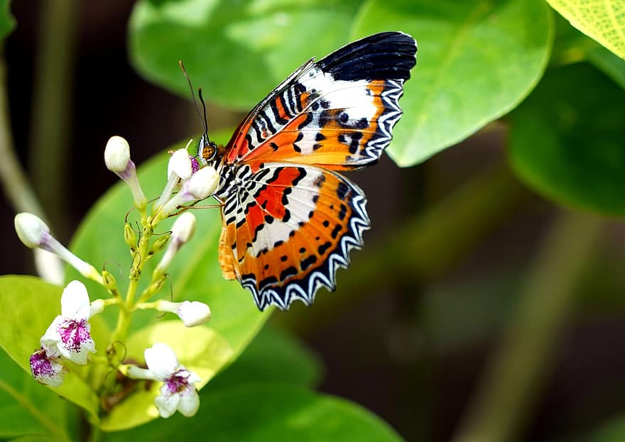 lacewing vermelho, borboleta, flor, botões, orquídea barco, inseto, cethosia biblis, asas, plantar, natureza