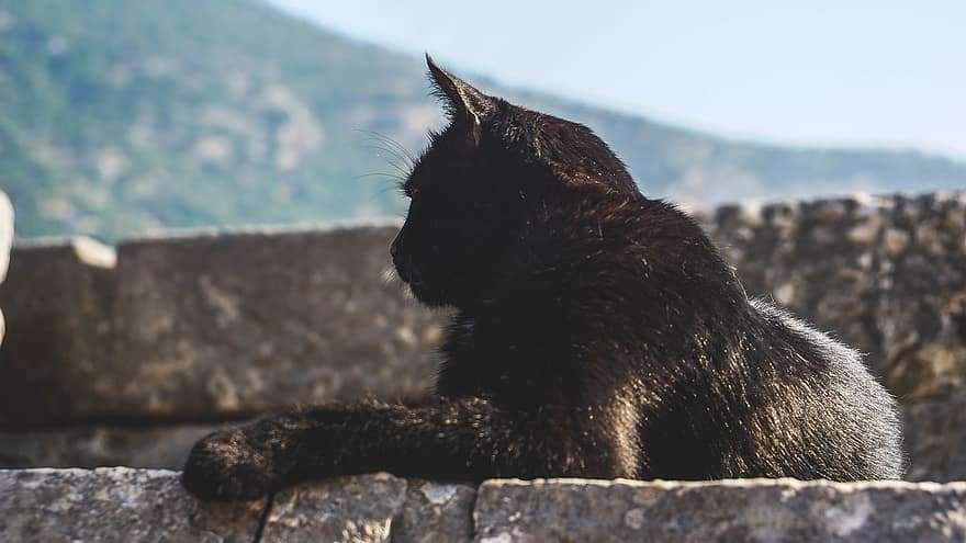 кішка, котячих, кошеня, хутро, пухнастий, ссавець, камінь, стіна