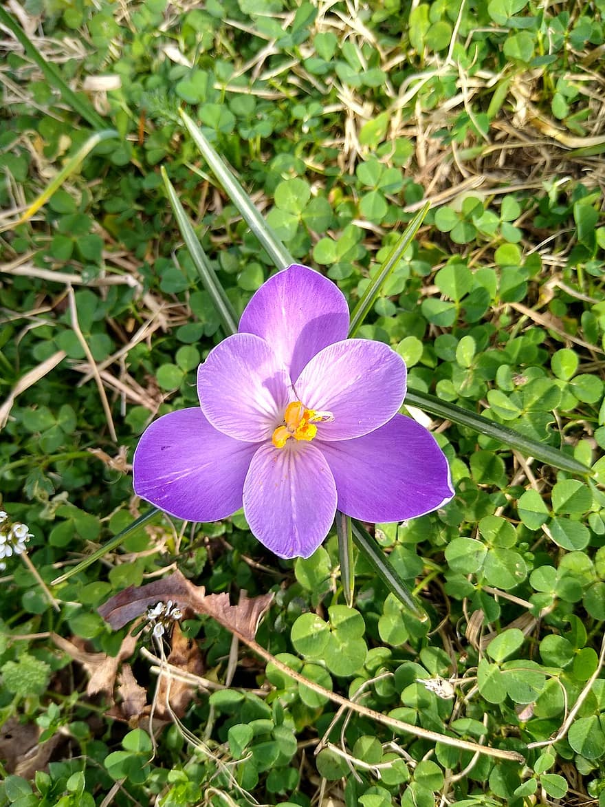 flor, planta, prado, flor Purpura, primavera, floración, naturaleza, de cerca, lila