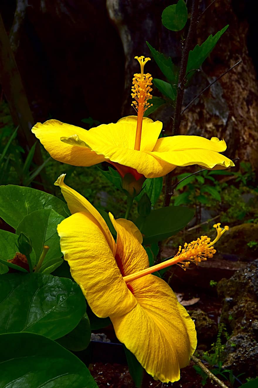 Hibiscus, Flowers, Yellow Flowers, Petals, Plant, Flora, Blossom, Bloom, leaf, yellow, close-up