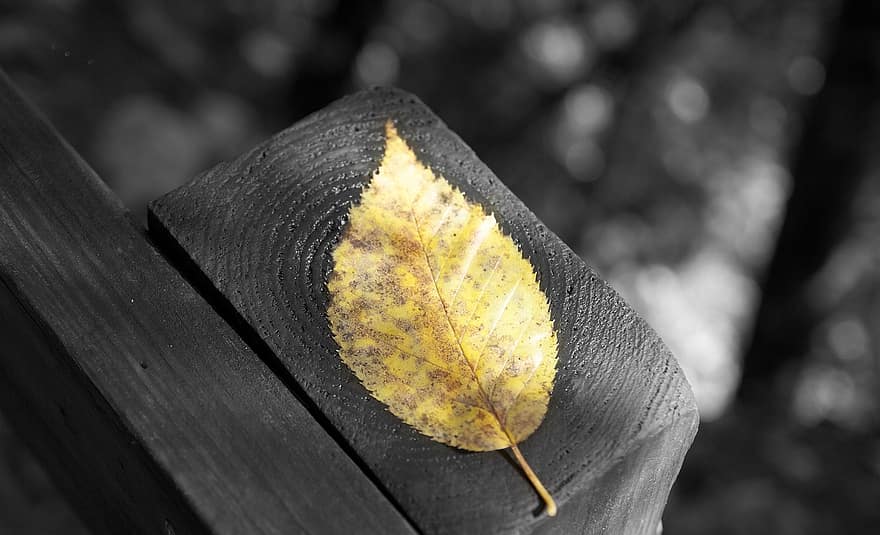 秋の葉、黒と白、黄金の葉、ゴールド、灰色の葉