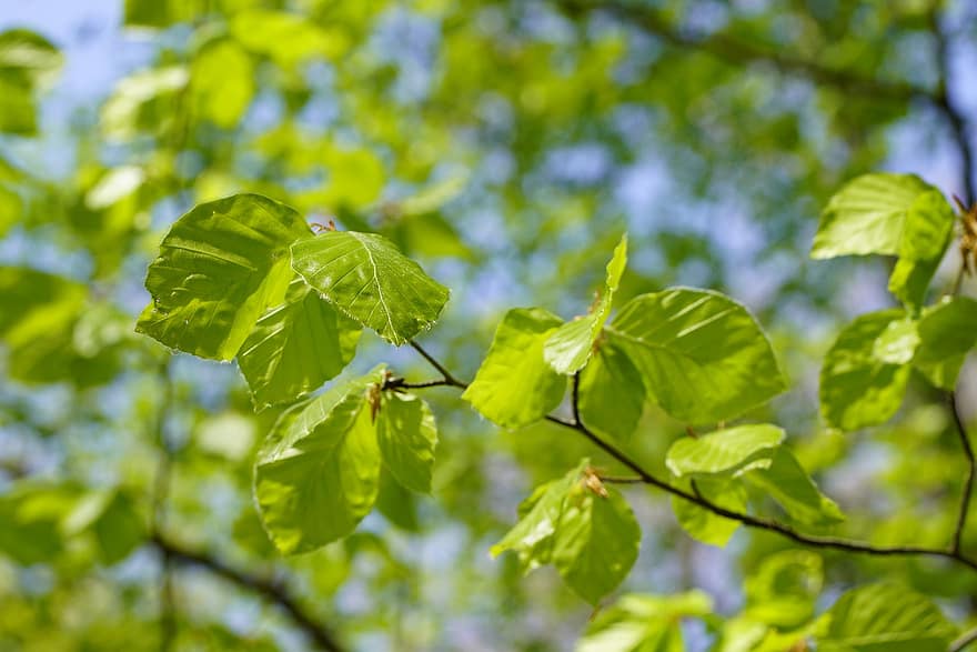 Blätter, Buche, Baum, Ast, Natur, Botanik, Blatt, grüne Farbe, Pflanze, Sommer-, Frühling
