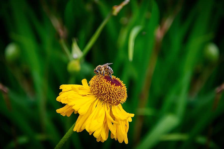 honey bee, bee, flower