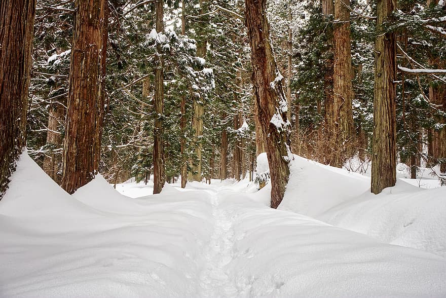 冬、自然、森林、パス、木、雪、森の中、シーズン、風景、霜、松の木