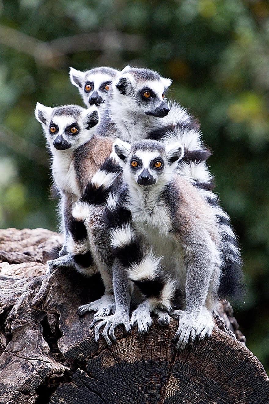 Zwierząt, lemur, ssaki, małpa, gatunki, fauna, ogoniasty lemur, prymas, zagrożone gatunki, Afryka, uroczy