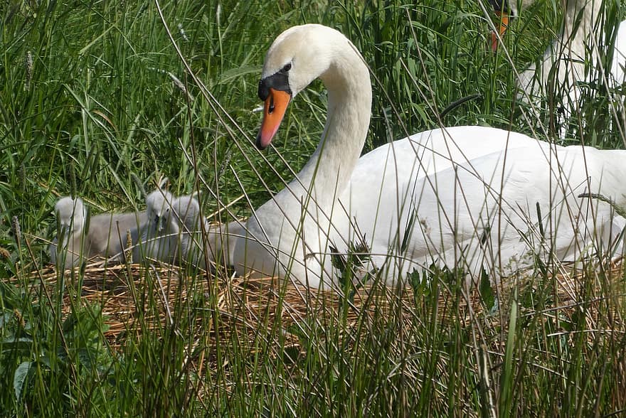 Swans, Waterfowl, Young Swans, Spring, Nest Care, Family, Moederzorg, Plumage, Young Birds, swan, grass