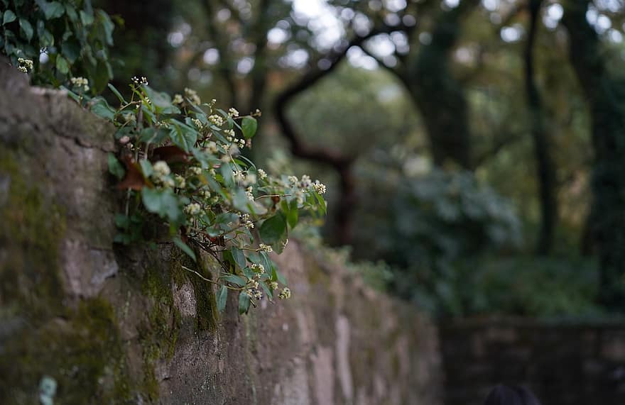 Plant, Cotoneaster, Wall, Flowers, Leaves, Nature