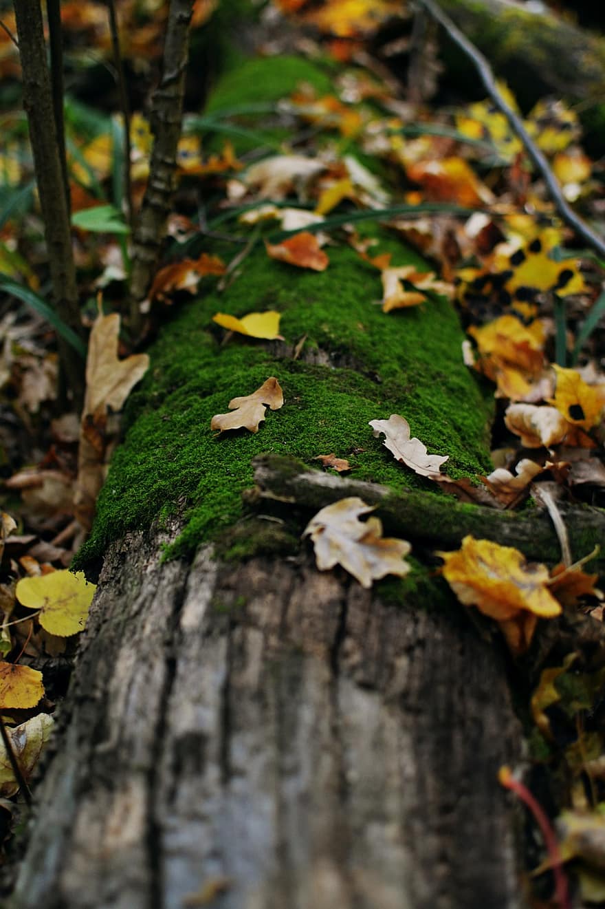 мох, лес, осень, падать, природа