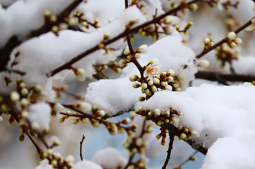 Blackthorn, Sloe, Winter, Prunus Spinosa, Sloe Flowers, Flower Buds, Snow, Hedge Thorn, Bush, Blossoms, Close Up