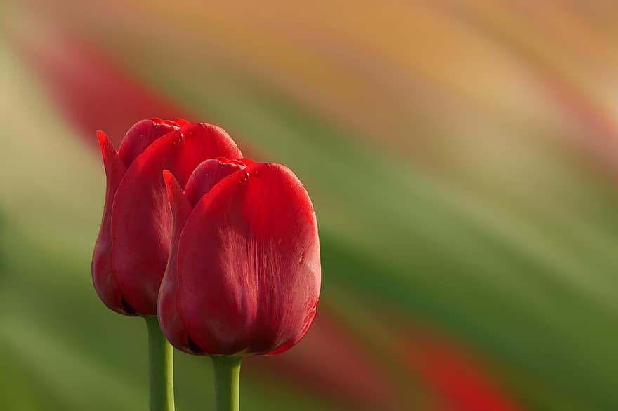 tulipas, vermelho, flor