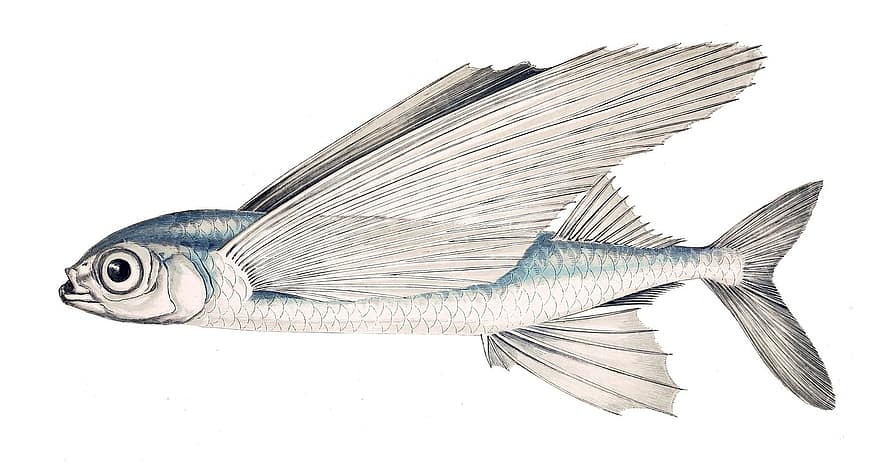 Schwalbenfisch, hal, repülő hal, Exocoetus Volitans