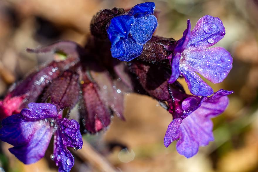 斑点のないヒメムラサキ、フラワーズ、露、露滴、液滴、Pulmonaria obscura、サフォークラングワート、w、紫色の花、花びら、野の花