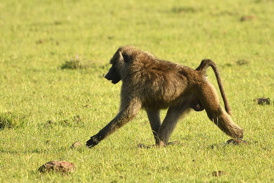 babuino de oliva, animal, masai mara, África, fauna silvestre, mamífero, Papio cinocéfalo Anubis