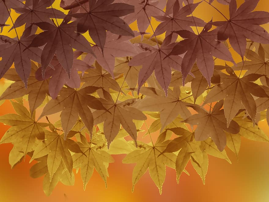 otoño, naturaleza, bosque, hojas, follaje, crecimiento, temporada, hoja, amarillo, antecedentes, octubre