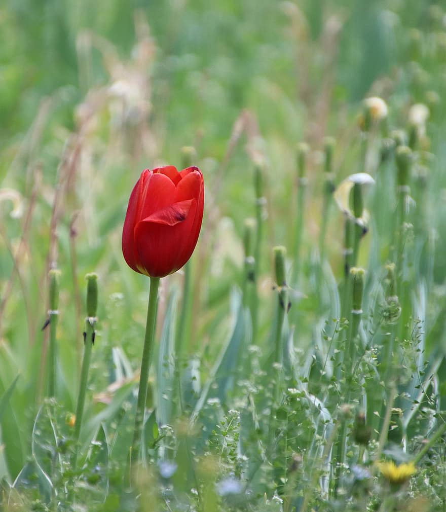 tulipan, kwiat, czerwony tulipan, czerwony kwiat, kwitnąć, roślina, rozkwiecony, flora, ścieśniać