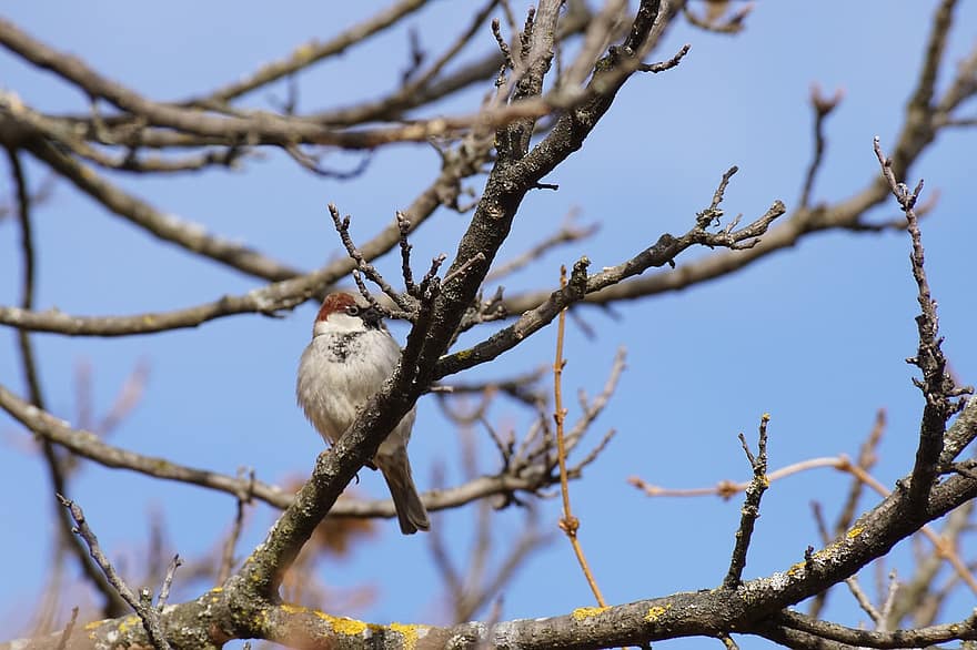 eurasian tree sparrow, fugl, dyr, dyreliv, træ, fjerdragt, afdeling, perched, natur, næb, tæt på