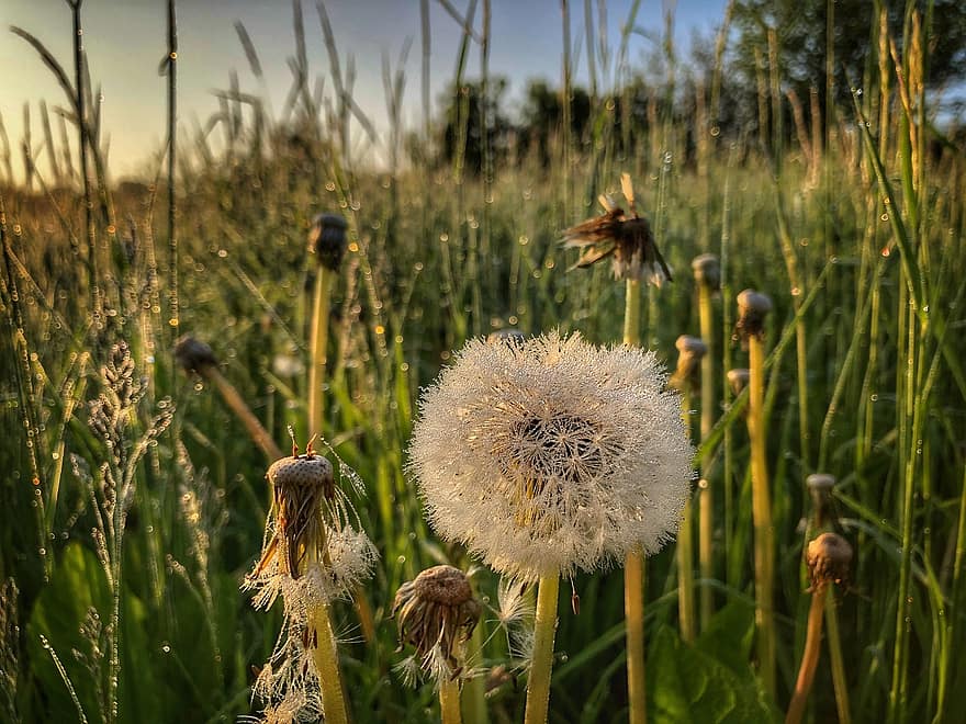 Dandelion, Flower, Seeds, Seed Head, Blowball, Fluffy, Pointed Flower, Plant, Spring, Field, Nature
