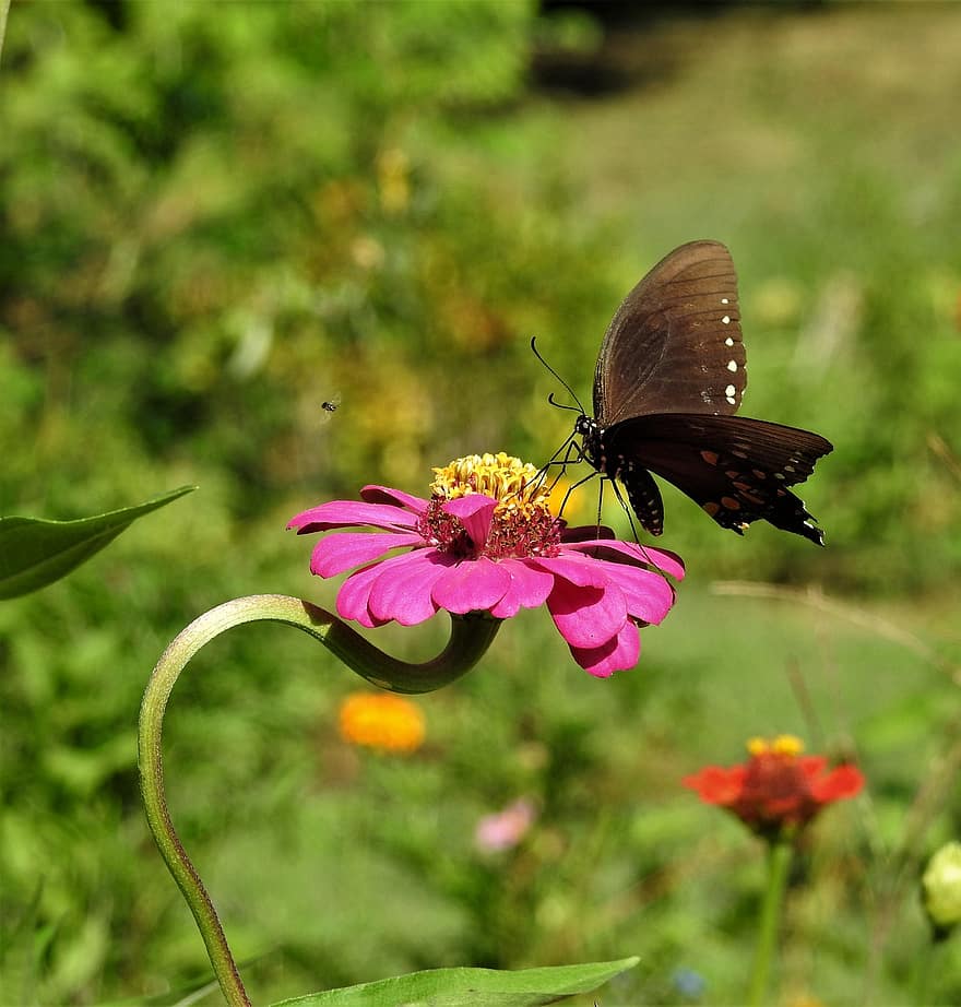 метелик, квітка, крила, комаха, делікатний, цвітіння, фантазія