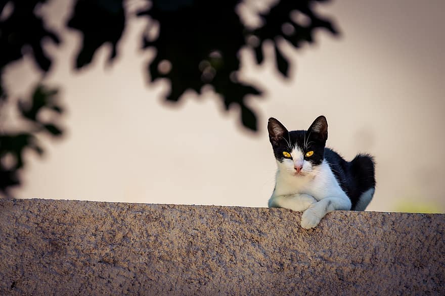 кішка, котячих, котячі очі, чорно-білий кіт, чорно-біле хутро, домашня тварина, вітчизняний, кошеня, ссавець, котячий портрет, тварина