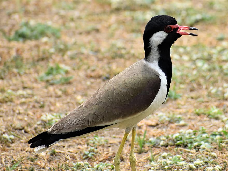 Red-wattled Lapwing, Plover, Wildlife, Bird Lover, Bird Photography, Wildlife Photography, Nature, beak, feather, animals in the wild, one animal