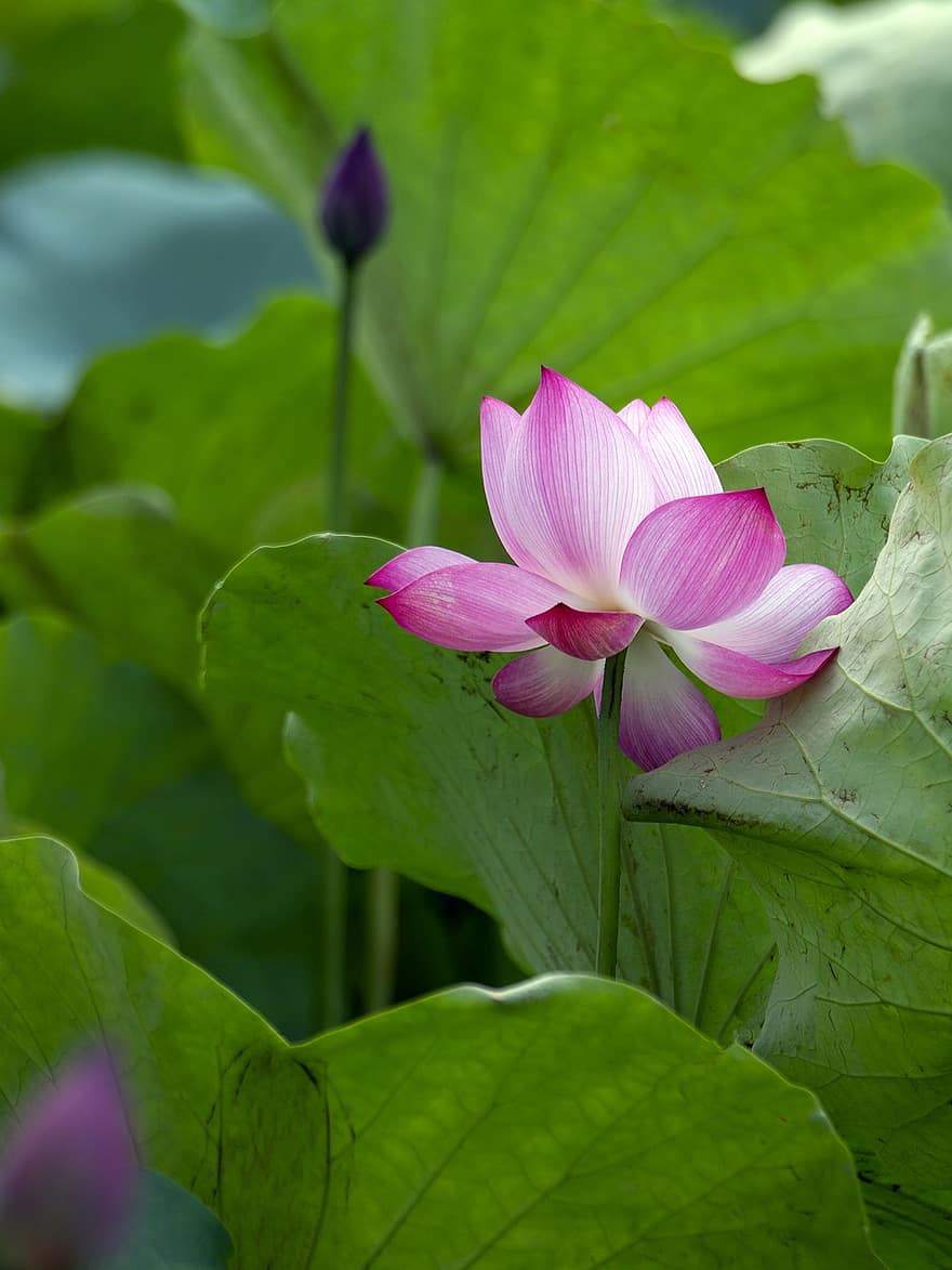 lotus, blomst, lyserød blomst, lotus blade, Lotus blomst, flor, blomstre, kronblade, pink kronblade, flora, vandplante