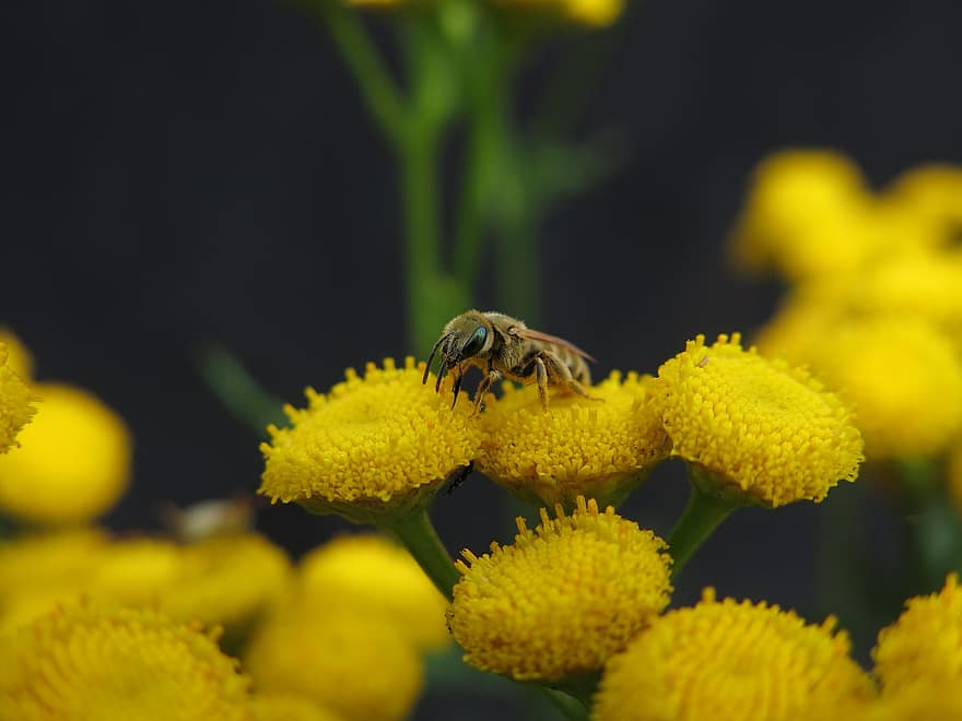 lebah, bunga-bunga, serbuk sari, kuning, merapatkan, bunga, serangga, menanam, makro, musim panas, warna hijau