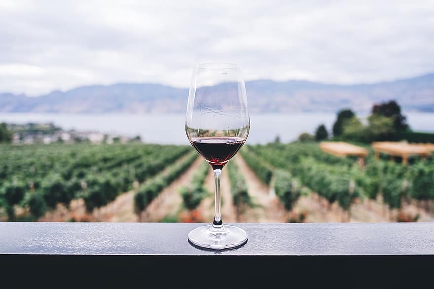 вино, виноградник, виноградарство, бокал для вина, дегустация вин, виноделие