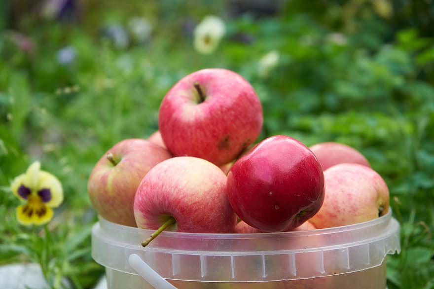 maçãs, jardim, colheita, frutas