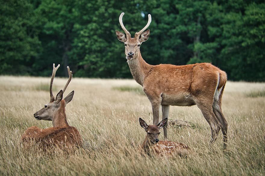 Deer, Animal, Wildlife, Nature, Mammal, Forest, Stag, Fawn, Wild, Wilderness, Meadow