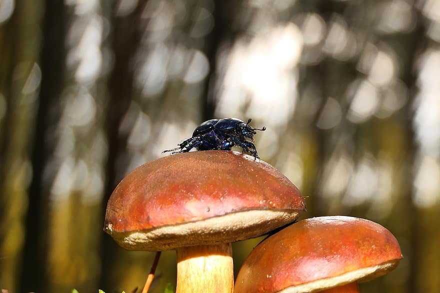beetle, mushrooms, insect, close-up, forest, macro, plant, food, autumn, season, green color