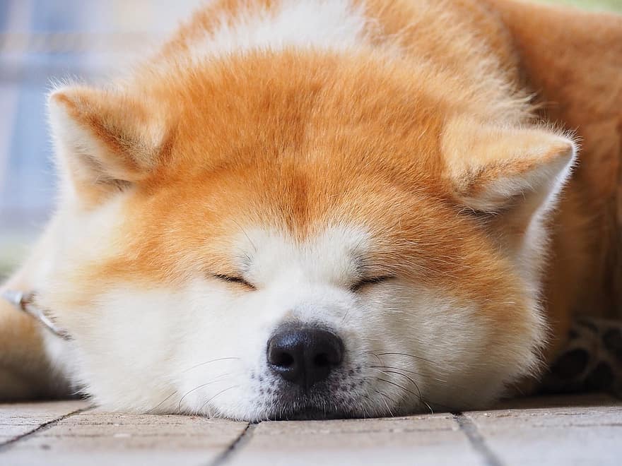 犬、秋田、ペット、犬歯、動物、うそをつく、睡眠、毛皮、鼻、哺乳類、犬の肖像画