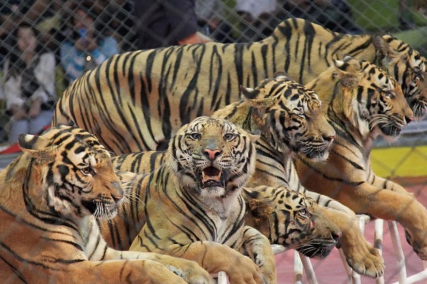 Tiger, Animal, Wild Animals, Nature, bengal tiger, undomesticated cat, animals in the wild, striped, feline, danger, endangered species