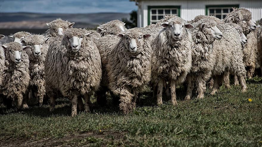 schapen, dieren, lam, Patagonië, ushuaia, farm