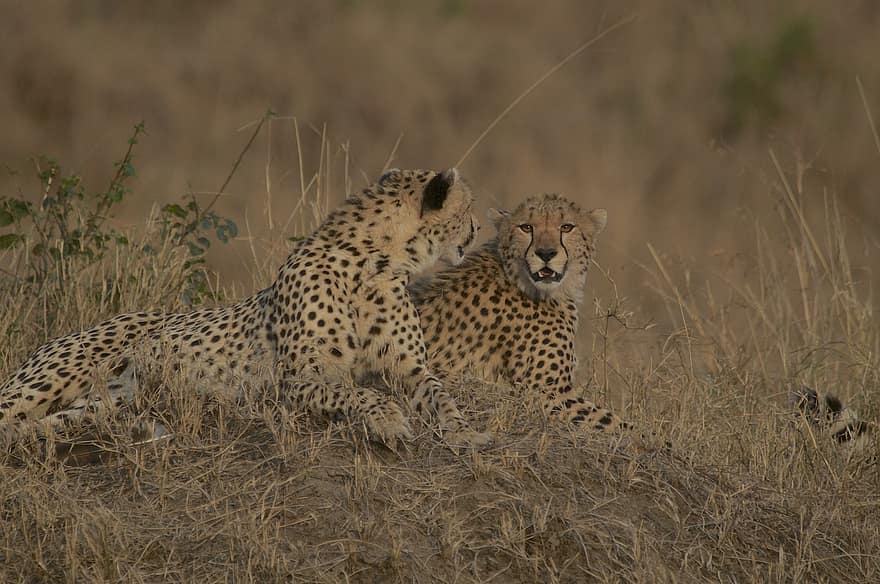 Cheetah, margasatwa, kenya, maasai mara, alam, gurun, keanekaragaman hayati, spesies langka, konservasi, fotografi satwa liar, binatang di alam liar