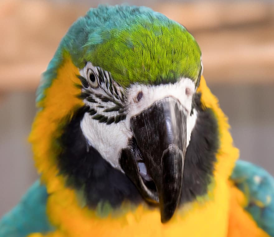 Parrot, Bird, Macaw, Animal, Feathers, Plumage, Beak, Bill, Bird Watching, Ornithology, Animal World