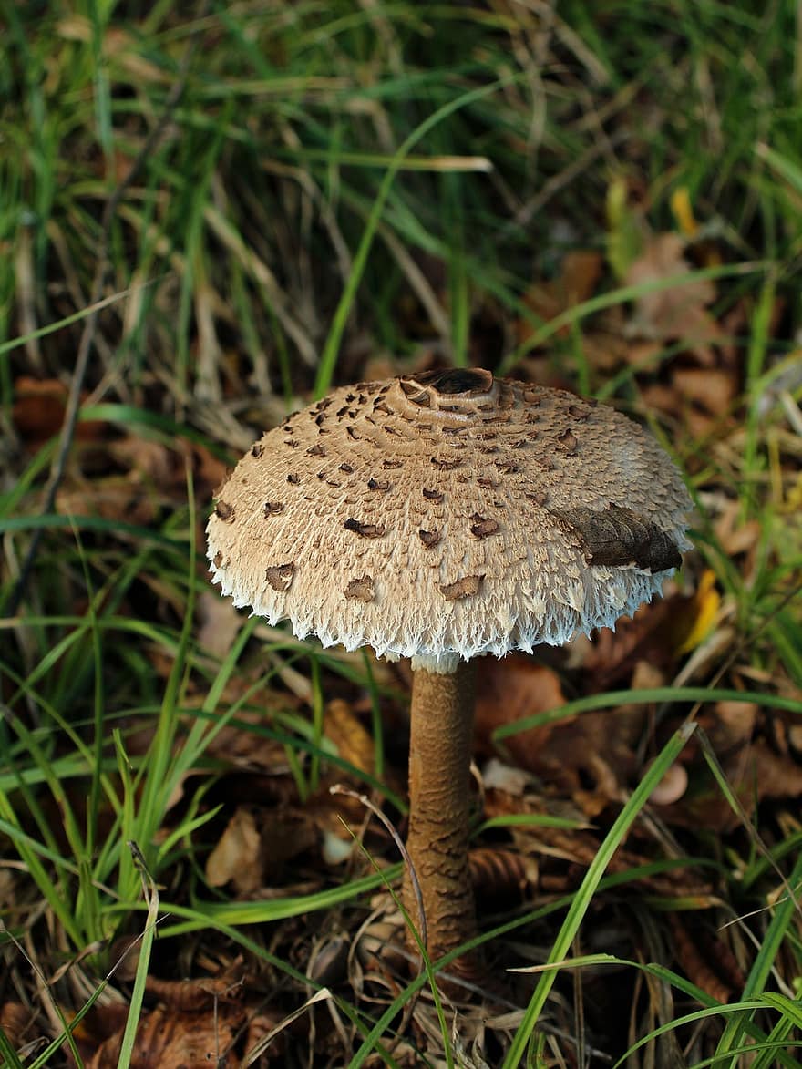 Autumn, Screen Fungus, Parasol, Macrolepiota Procera, Mushroom, Meadow, Forest Floor, Forest, Nature