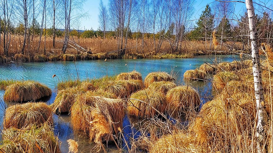 River, Polish Jurassic Highland, Grass, Lake, Reeds, Nature, Krakow-czestochowa Upland, Poland, autumn, rural scene, forest