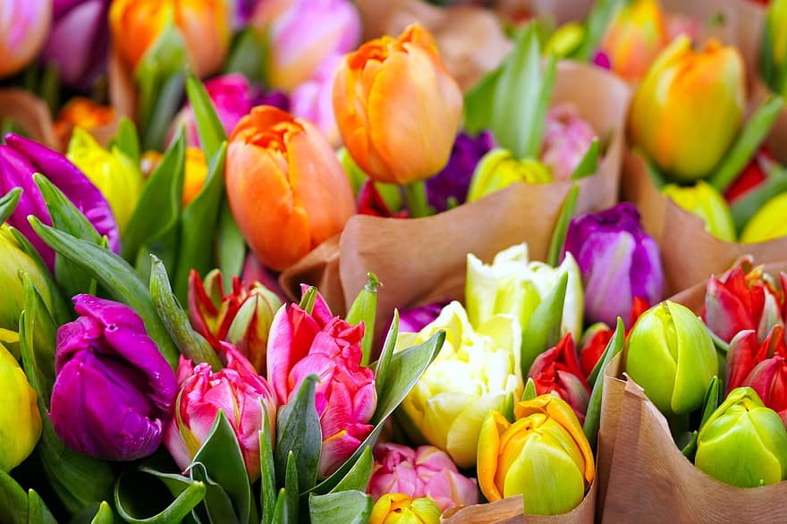 Blume, Tulpen, Frühling, Flora, blühen, Natur, Tulpe, mehrfarbig, Blütenkopf, Frische, Pflanze