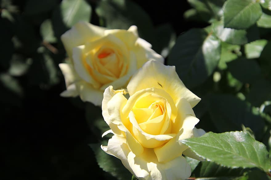 バラ、黄色いバラ、黄色い花、黄色の花びら、葉、フラワーズ、植物、咲く、開花、花びら、植物学