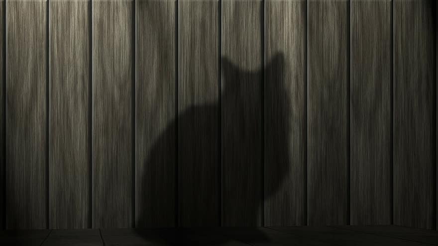 kedi, Kara kedi, güç, mieze, siyah
