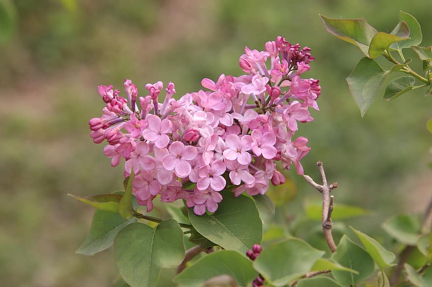 Lilac, Flowers, Blossoming, Blooming, Pink Flowers, Flora, Spring, Spring Season, Petals, Pink Petals, Nature
