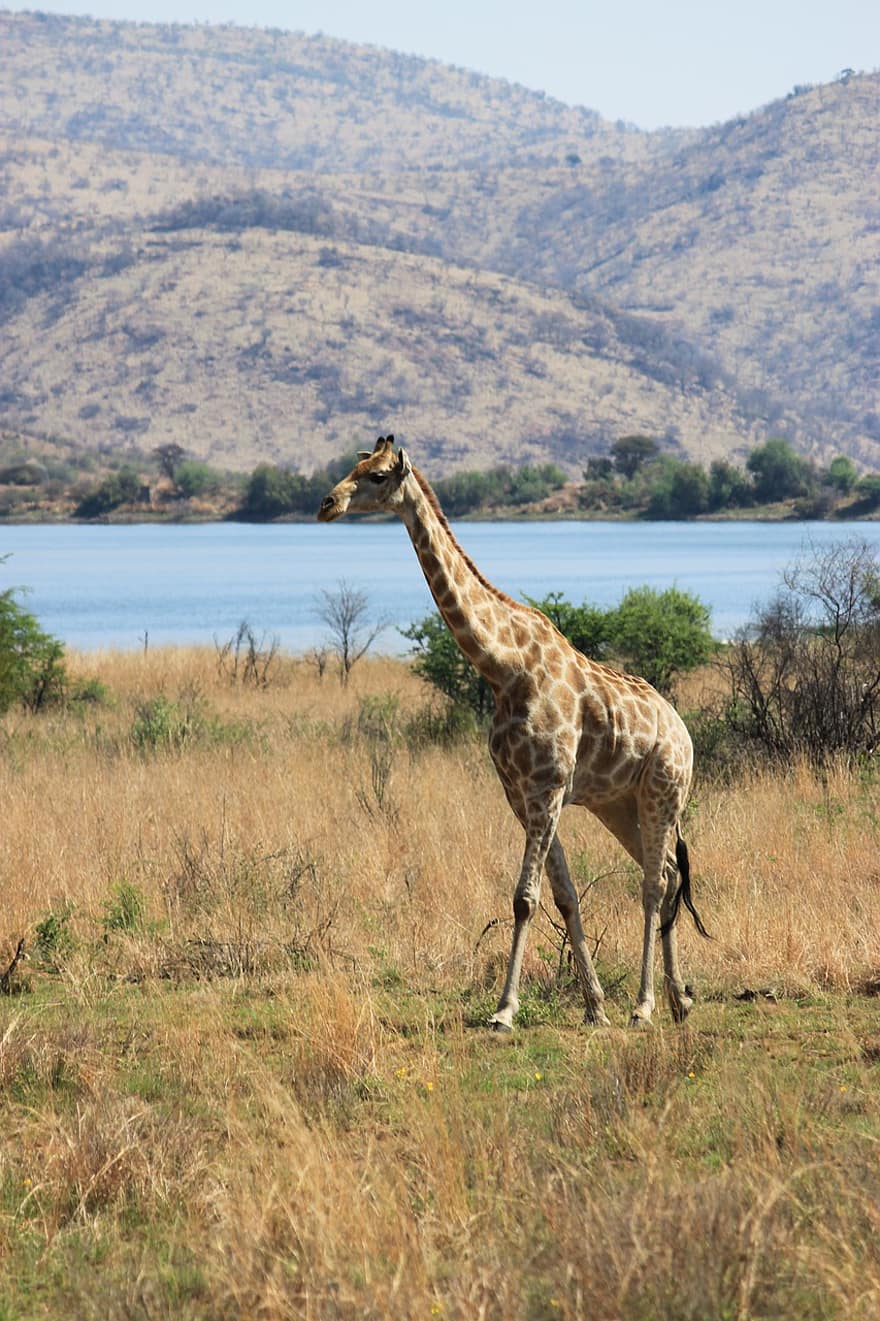giraff, herbivore, vildmark, djur-, safari, Sydafrika, afrika, däggdjur, damm, vatten, natur