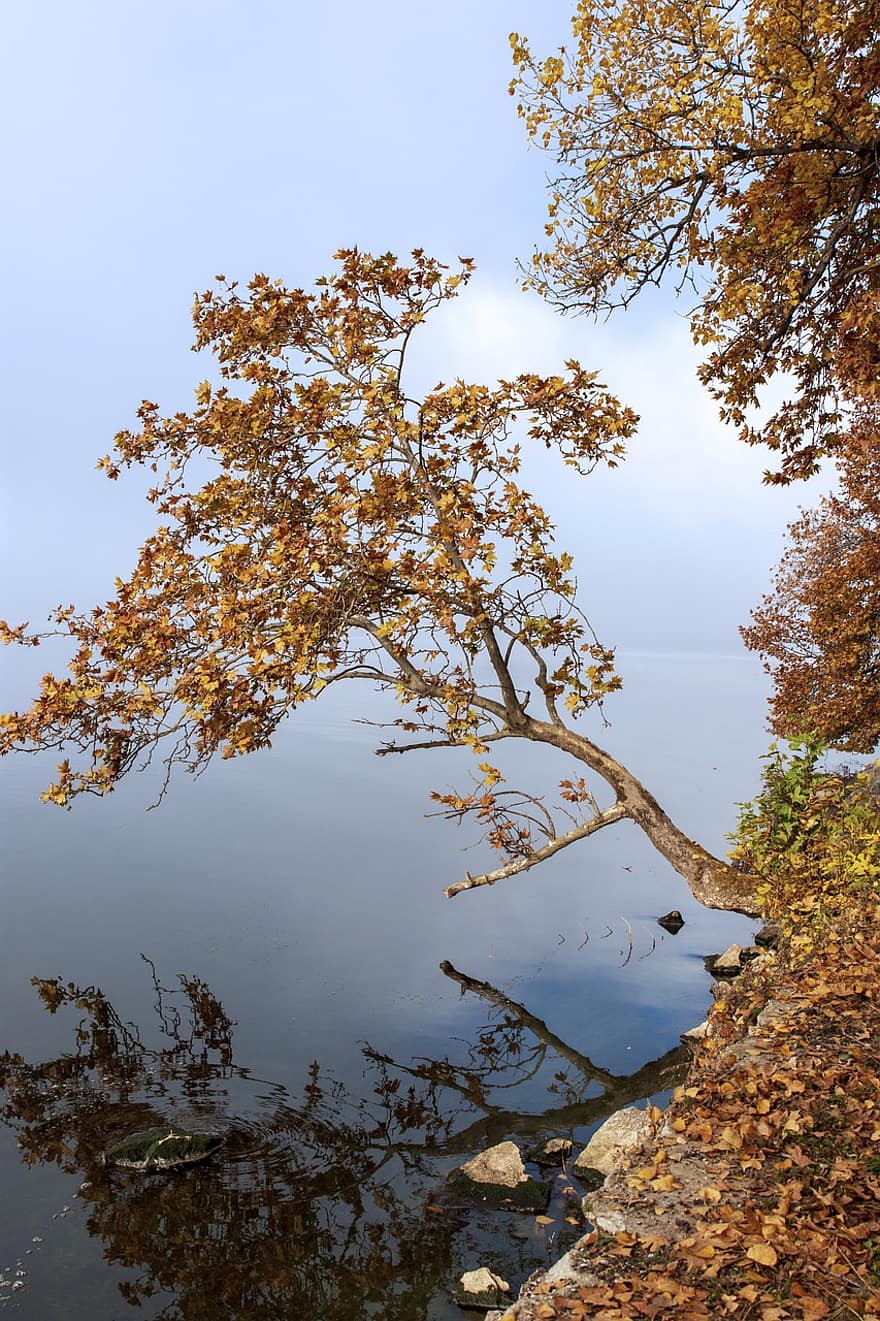 자연, 나무, 호수, 가을, 시즌