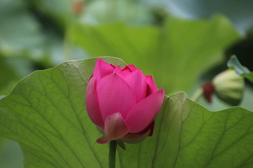 Lotus, Blume, Pflanze, Blütenblätter, Seerose, blühen, Blühen, Wasserpflanze, Flora, Teich, Natur
